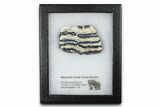 Mammoth Molar Slice With Case - South Carolina #377788-1
